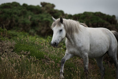 Horse standing in a field