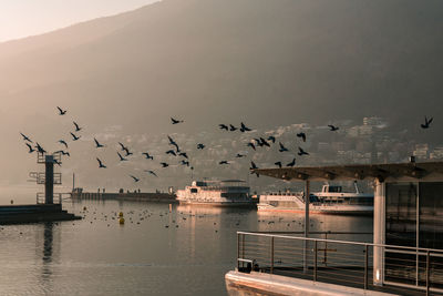 Birds flying over the lake