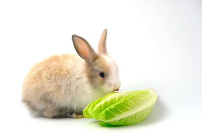 Close-up of a rabbit over white background