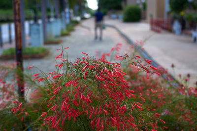 Close-up of red flowering plant