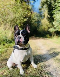 Portrait of a dog on field