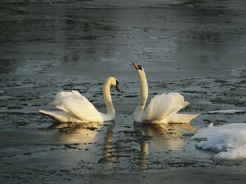 Swan swimming in lake