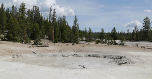 Panoramic shot of trees on land against sky