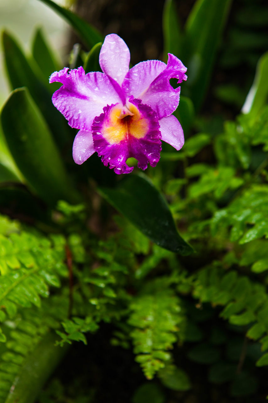 CLOSE-UP OF PURPLE FLOWER PLANT