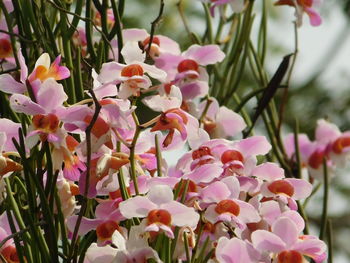 Close-up of pink flowering plants