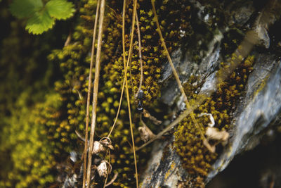 Close-up of lizard on tree