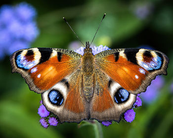 Close-up of butterfly on purple flower