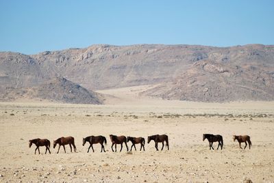 Horses in the mountains