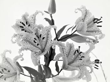 Close-up of flowers over white background