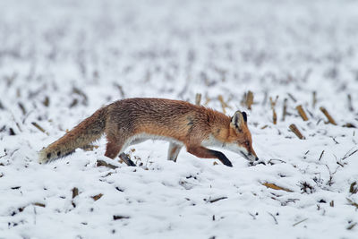 View of fox walking on snow