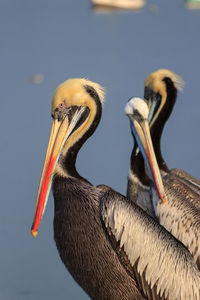 Close-up of pelican