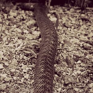 Close-up of tree trunk on field