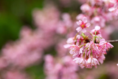 Close-up of pink cherry blossoms