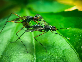 Two insects that are mating on a leaf, in a photo during the day