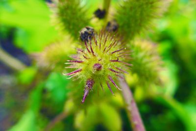 Close-up of thistle flower