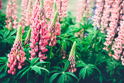 Summer background with blooming bright pink lupine flowers. beautiful nature scene. moody bold color