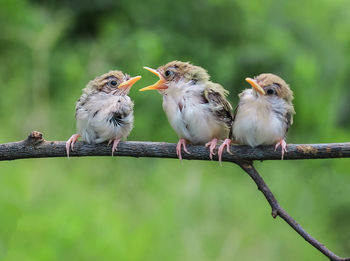 Close-up of sparrow perching on tree