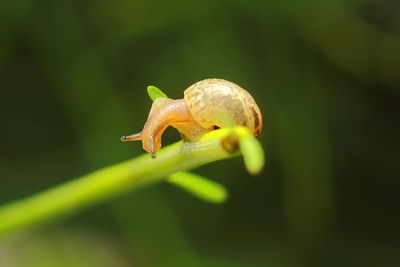 Close-up of snail on leaf