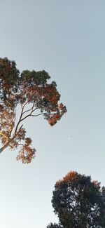 Low angle view of leaves against clear sky