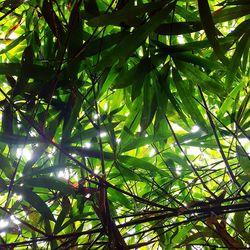 Low angle view of tree in forest