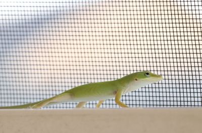 Side view of a lizard