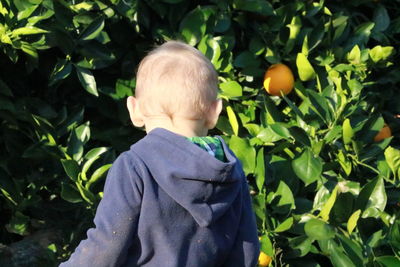 Rear view of toddler standing by orange tree on sunny day