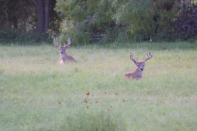 Deer on grass against trees