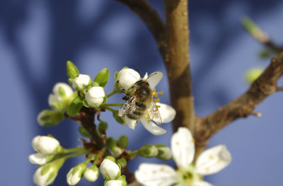 Close-up of bee on white mirabelle blossom