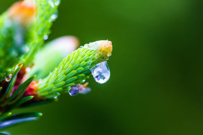 Close-up of water drops on plant