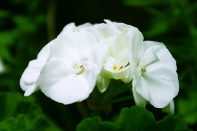 Close-up of white flowers