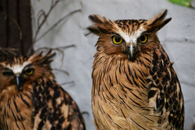 Tawny fish owl staring at camera