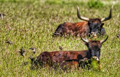 Deer in a field