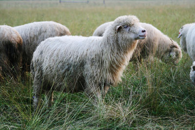 Close-up of sheep