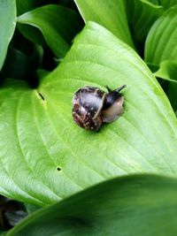 Close-up of snail on leaf