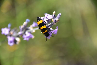 Close-up of butterfly pollinating on purple flower