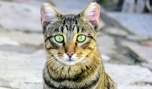 Close-up portrait of cat