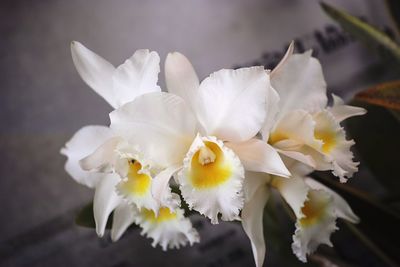 Close-up of flowers