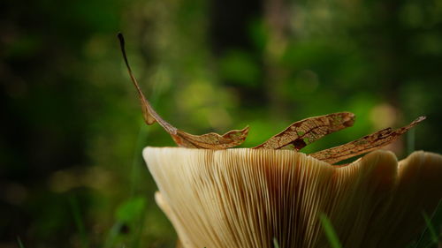 Close-up of lizard