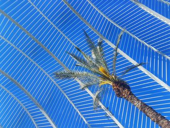 Low angle view of insect on palm tree