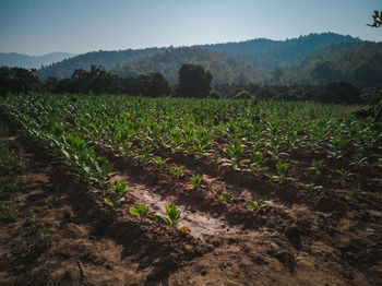 Scenic view of agricultural field against sky