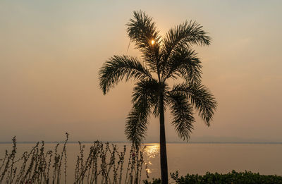 Silhouette palm tree by sea against sky during sunset