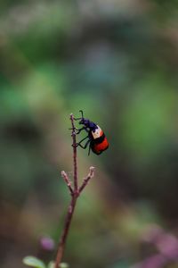 Close-up of ladybug on leaf