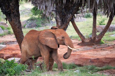Elephant standing in a field