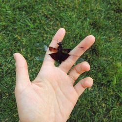 Close-up of cropped hand holding plant