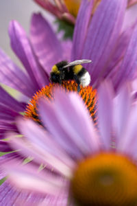 Macro shot of honey bee on pink flower