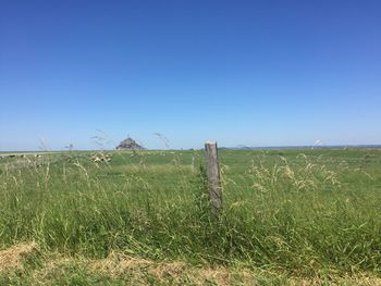 Scenic view of wheat field against clear blue sky