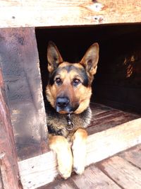 Portrait of dog sitting on wood