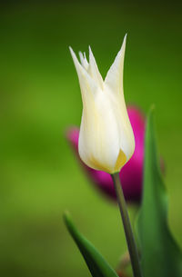 Close-up of flowers blooming in park