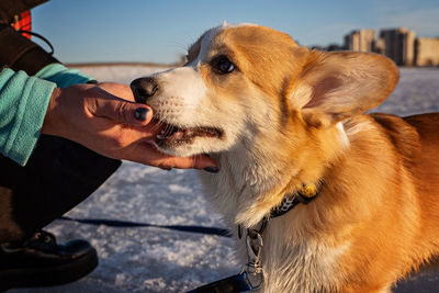 Close-up of dog