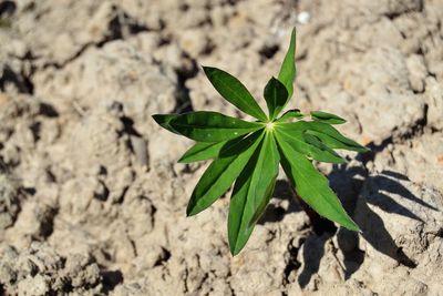 Close-up of plant growing on land